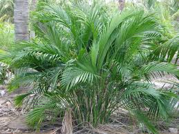 Cat Palm